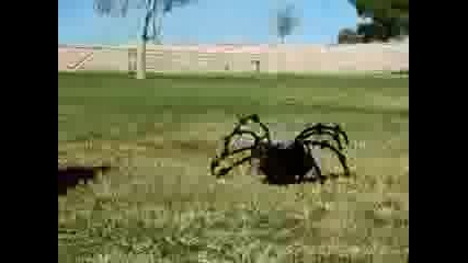 The Worlds Most Giant Killer Spider!!