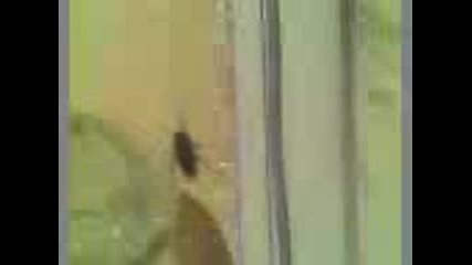 Komsomolia