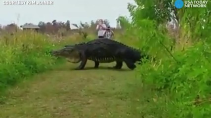 Почти динозавър