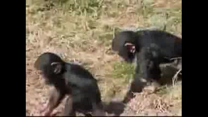Малки Маймуни Смях 