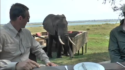 Слон показва на туристи , кой е господарят на саваната!
