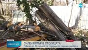 БУРЕН ВЯТЪР: Десетки сигнали за паднали клони и дървета в София