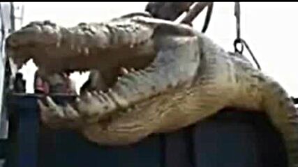 крокодил голяма