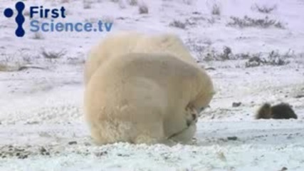 Бяла мечка си играе с Аляски маламути ;* 