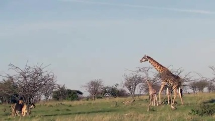 Жираф защитава детето си от лъвове