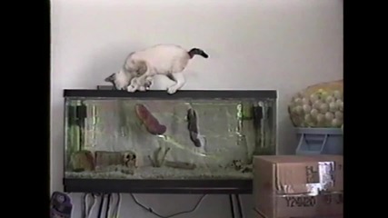 Котка се стряска от риба на аквариума