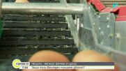 Какъв е пътят на яйцето и защо цената му расте в магазина