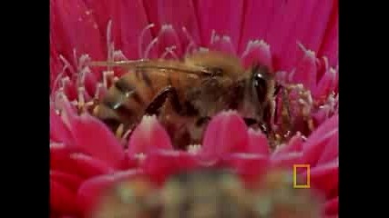 Скачащ Паяк Срещу Пчела