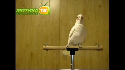 Папгал танцува - Смях