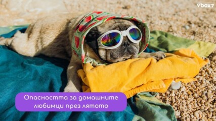 Жегата може да убие любимеца ви за минути: Грешката, която хиляди стопани правят всяко лято🥵🐕