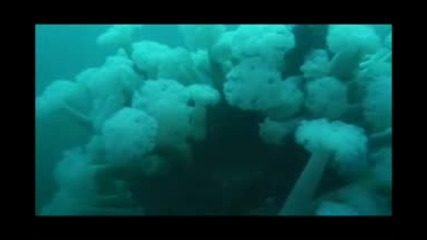 Живот В Гора От Водорасли