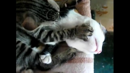 Смях!али Раза умира (котешка версия)