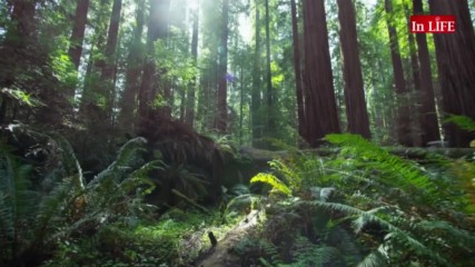 SKY FOREST
