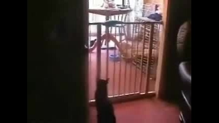 Котка Акробат