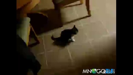 Коте с неуспешен скок (смях)