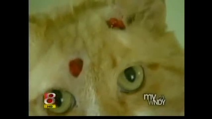 Чудоо.!котка е oцеляла след,като е простреляна със стрела в главата