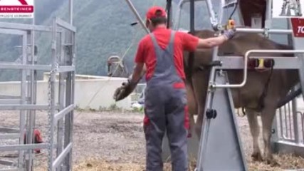 Кравешки педикюр