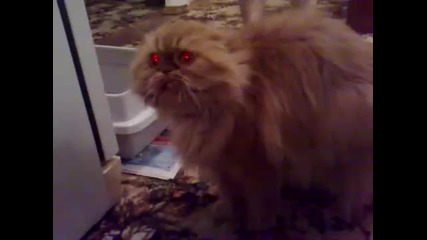 Demon Kitty_ Демона в котето проговори!!! :d:d:d