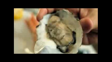 Mr Bean 2 Trailer