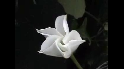 Красиво цвете