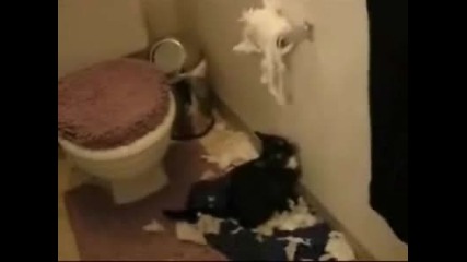Котка Унищожаваща Тоалетната Хартия