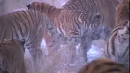 Сибирски тигри срещу коза