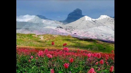 Mountain Flowers