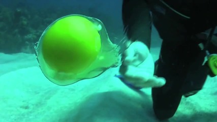 Яйце под водата-уникално!