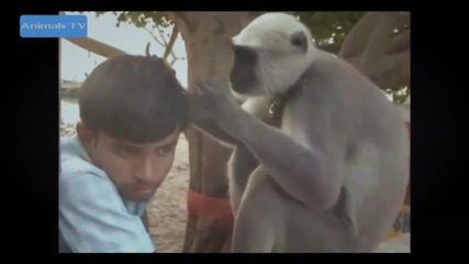 Компилация Смях ! Funny Animals Videos Compilation 2015