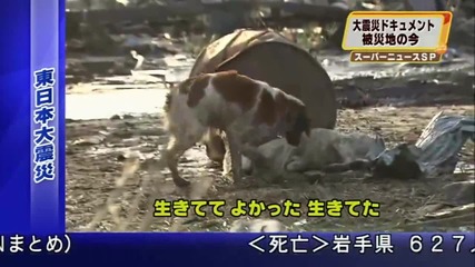 Японско куче спаси приятеля си от смърт -