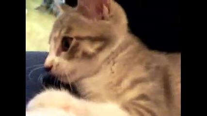 Fighting Cat - котката 