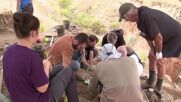 Откриха фосилизирани бивни от гигантски праисторически слон в Израел (ВИДЕО)