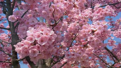 Sakura - Cherry Blossoms -cover-