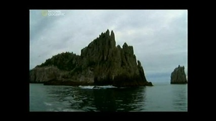 Call of the killer whale Океанските приключения на Кусто (2009) 1 Част 