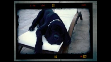 Hector Sine Die