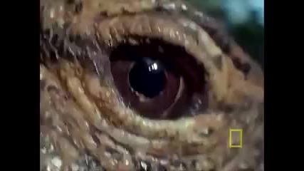 National Geographic - Cobra vs. Monitor Lizard 