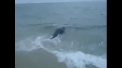 Тюлен хваща риба на брега