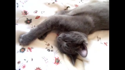 Talking Cat ;d [cute]