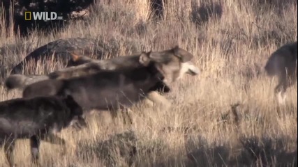 2/2 National Geographic: Wolves - A Legend Returns to Yellowstone # Nat Geo Wild [ H D ]