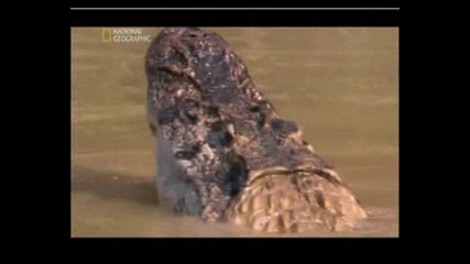 Най - Опасните Животни В Света - Амазония,  Част 9.flv