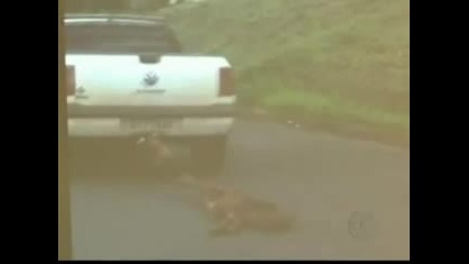 Идиот дърпа с колата си малко теле