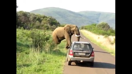 Ето какво прави 1 слон когато се ядоса