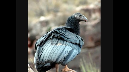 El Condor Pasa (with pan pipes)