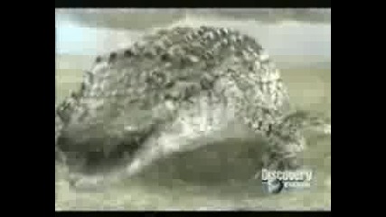 Крокодил Срещи Лъв - Крокодила Побеждава