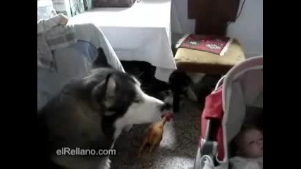 Кученцето пее на бебе за да спре да плаче