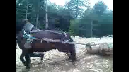 konete na lubo 2
