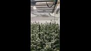 При спецакция: Разбиха модерна наркооранжерия край Стара Загора