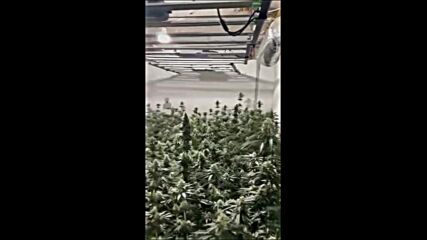 При спецакция: Разбиха модерна наркооранжерия край Стара Загора
