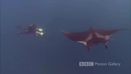 Bbc Красота - Живот в дълбините Hd 1080p