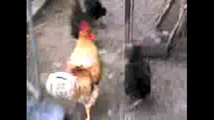 Петли и Кокошки